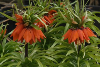 Fritillaria imperialis 'Aurora'Keizerskroon bestellen